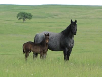 Zan Frost N Dash JW<br>AQHA 5254577